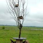 Baum mit Vogelhäusern