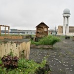 Beete Flughafen Tempelhof