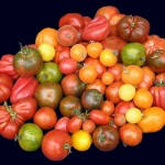 bunte Tomaten