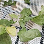 getrockneter Blattsalat