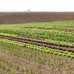 Demeter-Salat und -Gemüse im Freiland